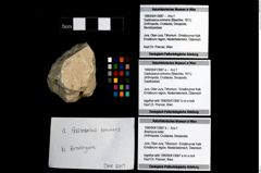 Foto (Objekt + Etikett) von Brachyura indet.  (NHMW-GEO-1990-0041-3687b)